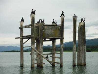 Wildlife photos