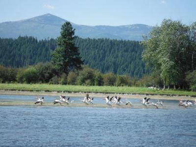 Wildlife photos