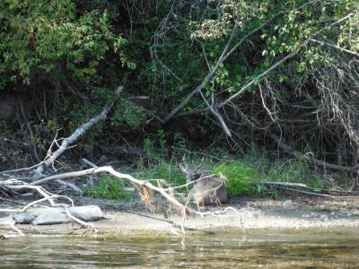 Wildlife photos