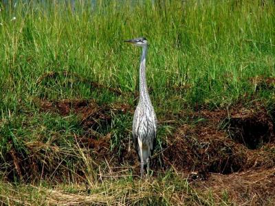 Wildlife photos