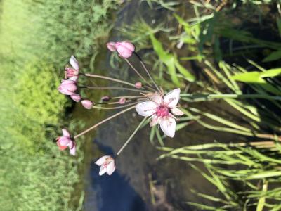 Flowering Rush in Columbia River