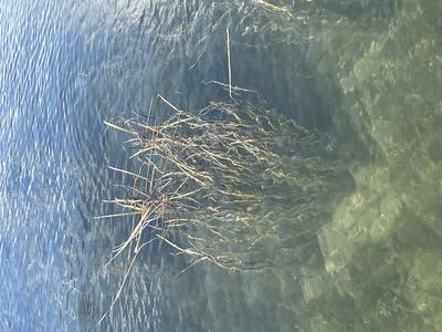 Flowering Rush identification in Pend Oreille River