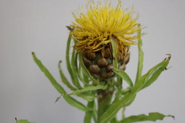 Bighead Knapweed