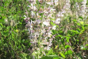 Clary Sage