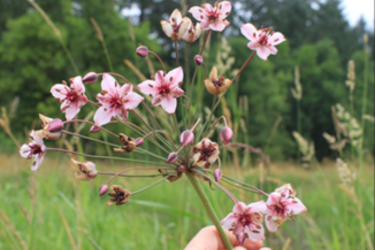 Flowering rush