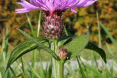 Vochin Knapweed