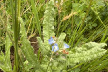 Annual bugloss