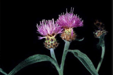 Black knapweed
