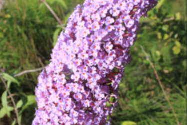 Butterfly bush
