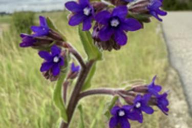 Common bugloss