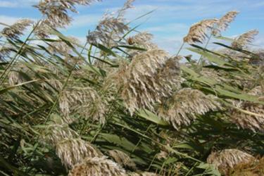 Common reed