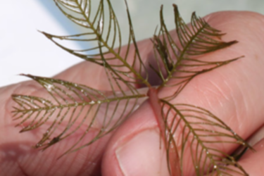 Eurasian water milfoil