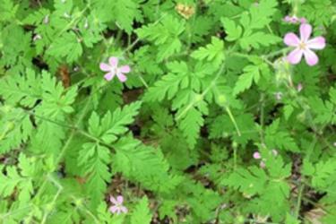 Herb robert