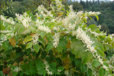 Bohemian knotweed