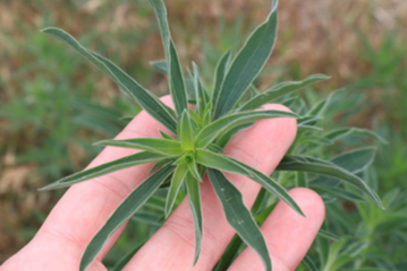 Kochia