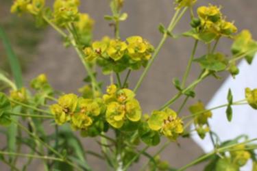Leafy Spurge