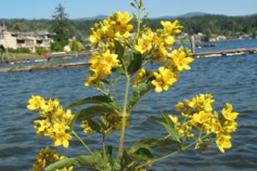 Garden Loosestrife
