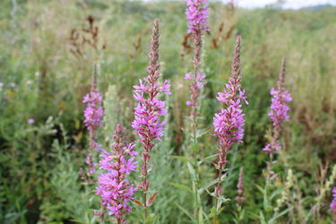 Purple loosestrife