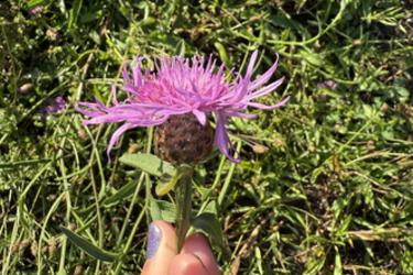 Meadow knapweed