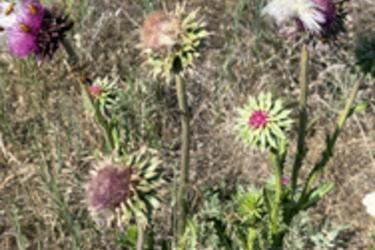 Musk Thistle