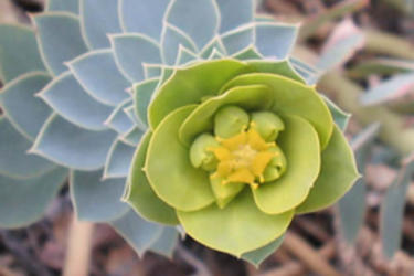 Myrtle spurge