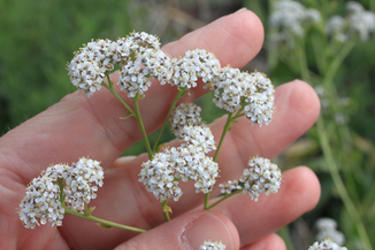 Perennial pepperweed