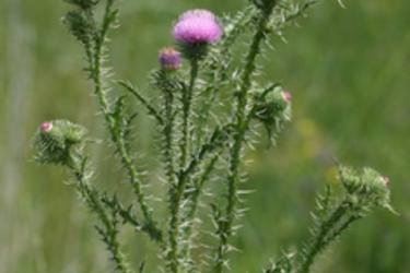 Plumeless Thistle
