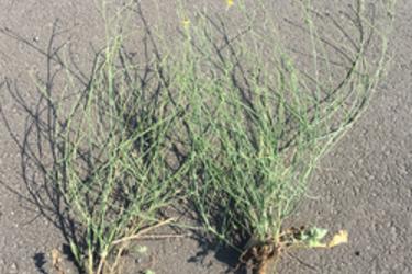 Rush Skeletonweed