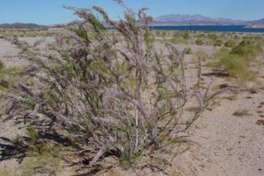 Saltcedar