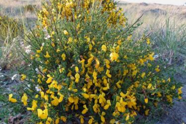 Scotch Broom