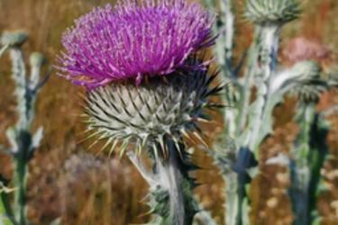 Scotch Thistle