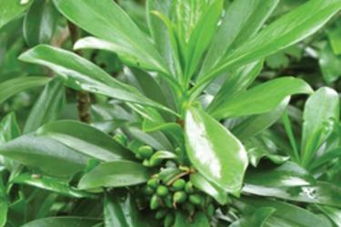 Spurge laurel
