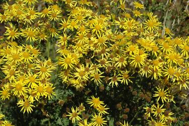 Tansy ragwort