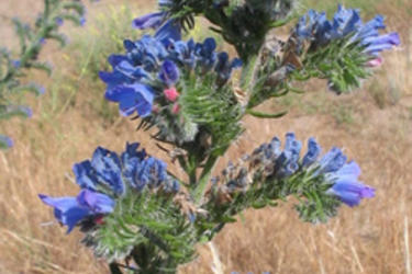 Viper's bugloss
