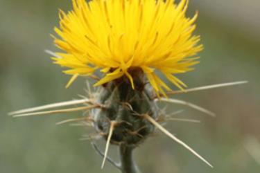 Yellow Starthistle