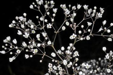 Baby's Breath