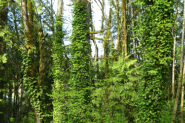 English Ivy