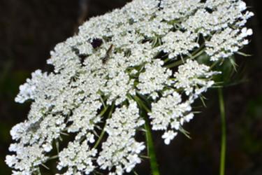 Queen Anne's Lace