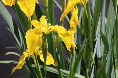 Yellow Flag Iris
