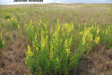 Dalmation Toadflax