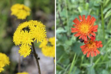 Yellow and Orange Hawkweed