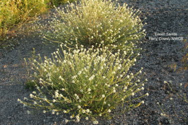 Hoary Alyssum
