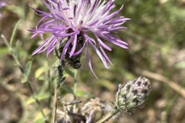Spotted Knapweed