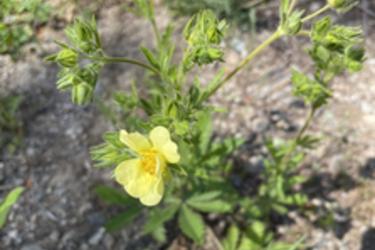 Sulfur cinquefoil