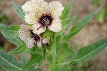 Black Henbane