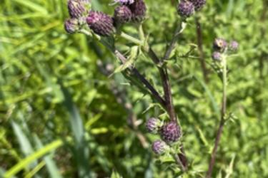 Canada Thistle