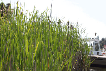 Nonnative cattails