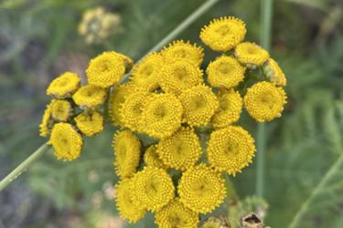 Common tansy