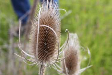 Common Teasel