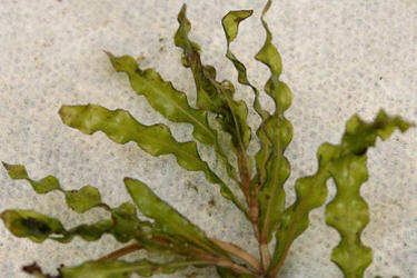 Curly-leaf Pondweed